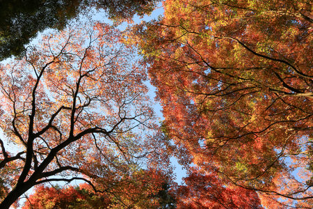 Trees with colorful leaves in autumn.の写真素材