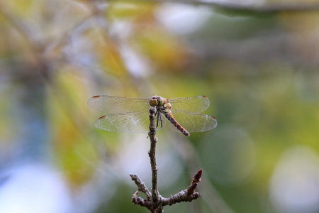 Dragonfly resting on the type of a branch.の写真素材