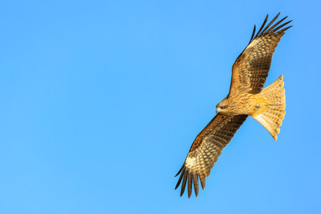 Falcon flying high watching its food.の写真素材