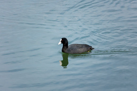 Water bird swimming and reflecting in the lake.の写真素材