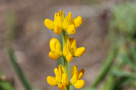 Close up of yellow lupine flower (Lupinus polyphyllus)の写真素材