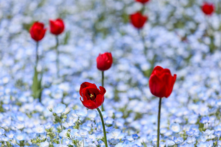 Red tulips and blue flax flowers in a garden in springの写真素材