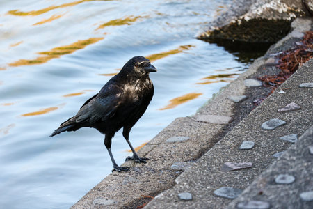 A black crow standing on the embankment of the river.の写真素材