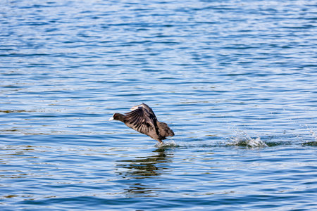 Cormorant flying in the blue water of the lake.の写真素材