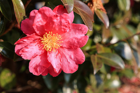 Camellia japonica, also known as Japanese camellia.の写真素材