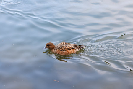 Duck swimming on the water surface in a park on a sunny dayの写真素材