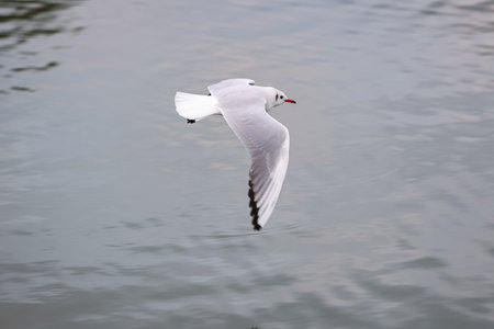 Seagull flying over the sea, Seagull in flightの写真素材