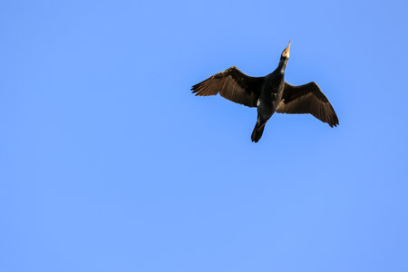 cormorant flying in the blue sky, closeup of photoの写真素材