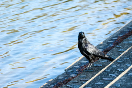 Crow sitting on the stairs by the river in the city.の写真素材