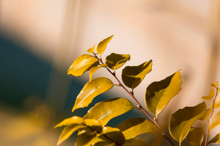 Close up of a branch of a tree with yellow leaves in the sunlightの写真素材