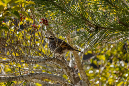 Song thrush, Turdus philomelos, perched on a tree branch.の写真素材
