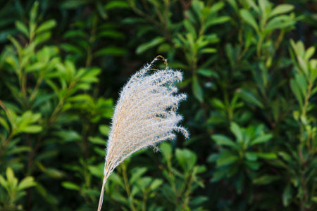 Pampas grass in the garden with bokeh background.の写真素材