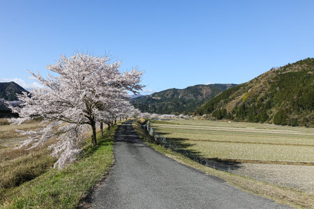 Cherry blossoms in full bloom along a country road in Japanの写真素材