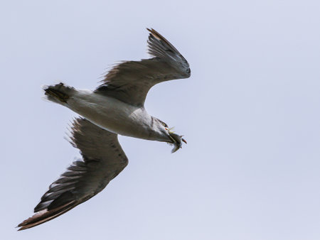 seagull,Gulls are large gulls with long necks and long legs,flying in the sky.の写真素材