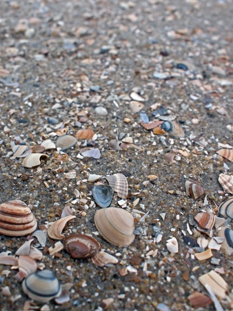 Shells