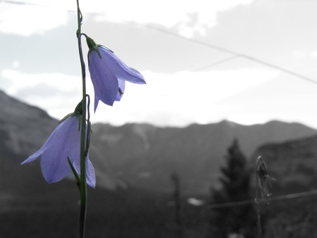 flowersの写真素材