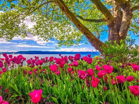 Vacation summer time on beautiful Lake Constance with colorful flowersの写真素材