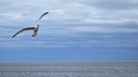 Seagull flying over the sea. Baltic Sea, Latvia.の写真素材