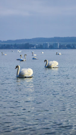Swans swim on the beautiful Lake Constance, surrounded by an idyllic landscapeの写真素材