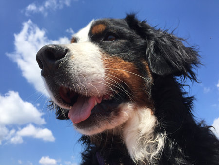 Close-up of a Bernese Mountain Dog under a blue sky