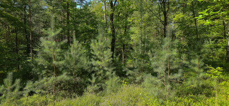 Landscape of forest with green trees and grass in spring season.