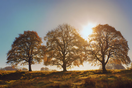 Autumn trees in the meadow at sunsetの素材