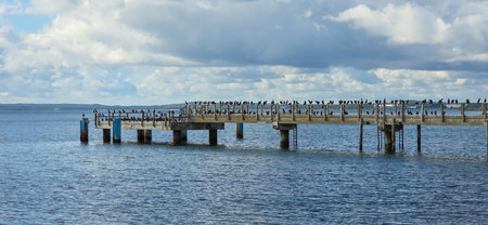 Seabirds on a wooden pier in Sassnitz on Ruegenの写真素材