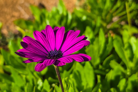 Vibrant Fuchsia Osteospermum (African Daisy) Flower in Close-up Macro Shot on Mallorca