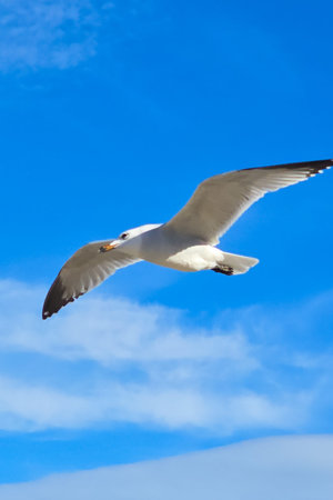 Seagull flying in blue sky with spread wings and soft clouds
