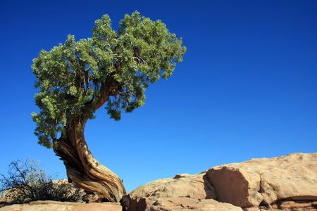 lonley pineの写真素材