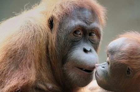 orang-utan