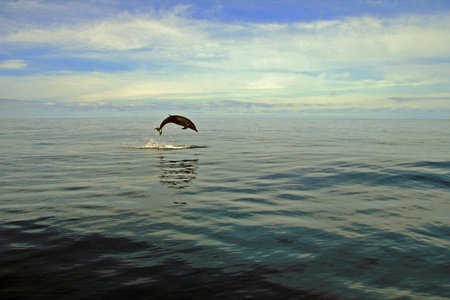 dolphinの写真素材