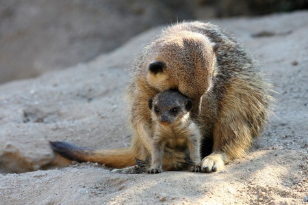 meerkatsの写真素材