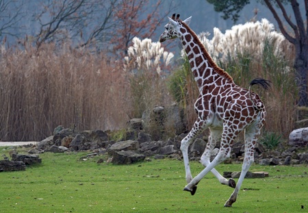 running giraffeの写真素材
