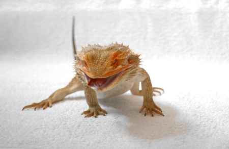 bearded dragonの写真素材