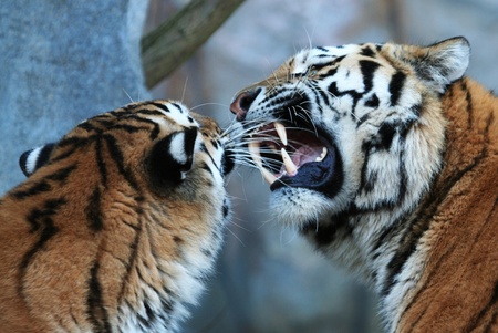 fighting tigersの写真素材