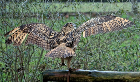 eagle owl の写真素材