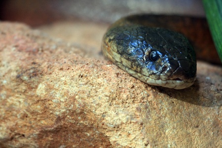 spitting cobra