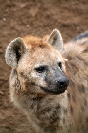 spotted hyenaの写真素材
