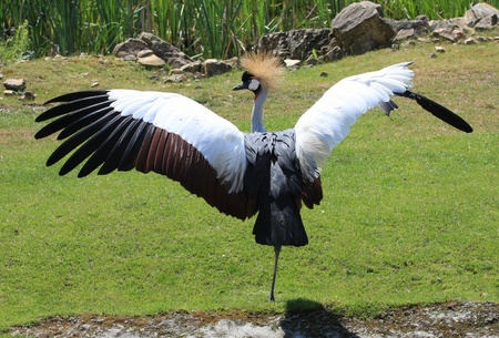 crowned craneの写真素材