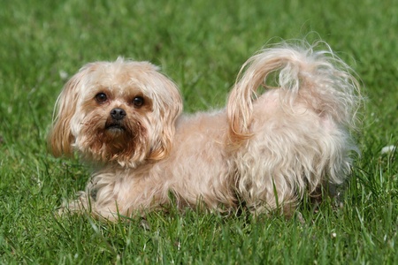 pedigree dog