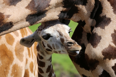 portrait of a young giraffeの写真素材