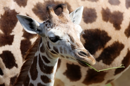 portrait of a young giraffeの写真素材