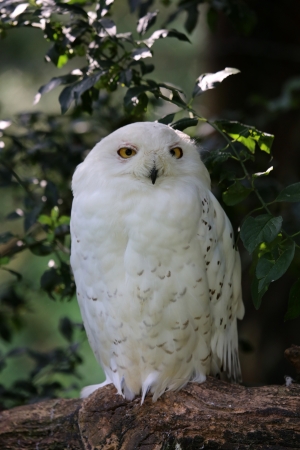 snow owlの写真素材