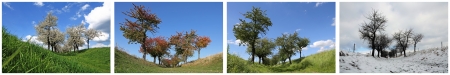 Four seasons collage, Cherry Treesの写真素材