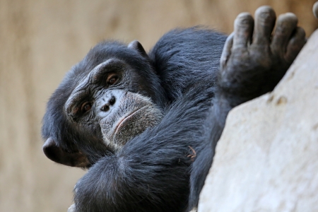 Chimpanzee portraitの写真素材