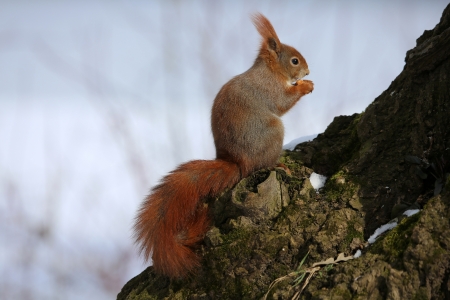 squirrelの写真素材