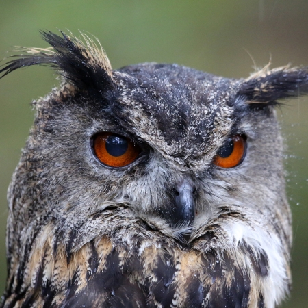 Eagle Owl の写真素材