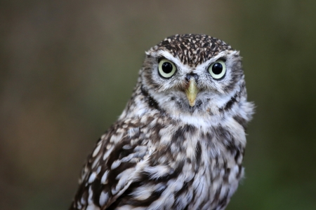 little owl の写真素材