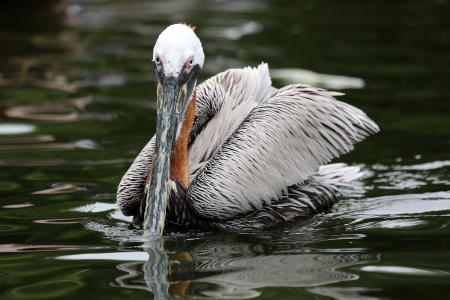 American pelicanの写真素材